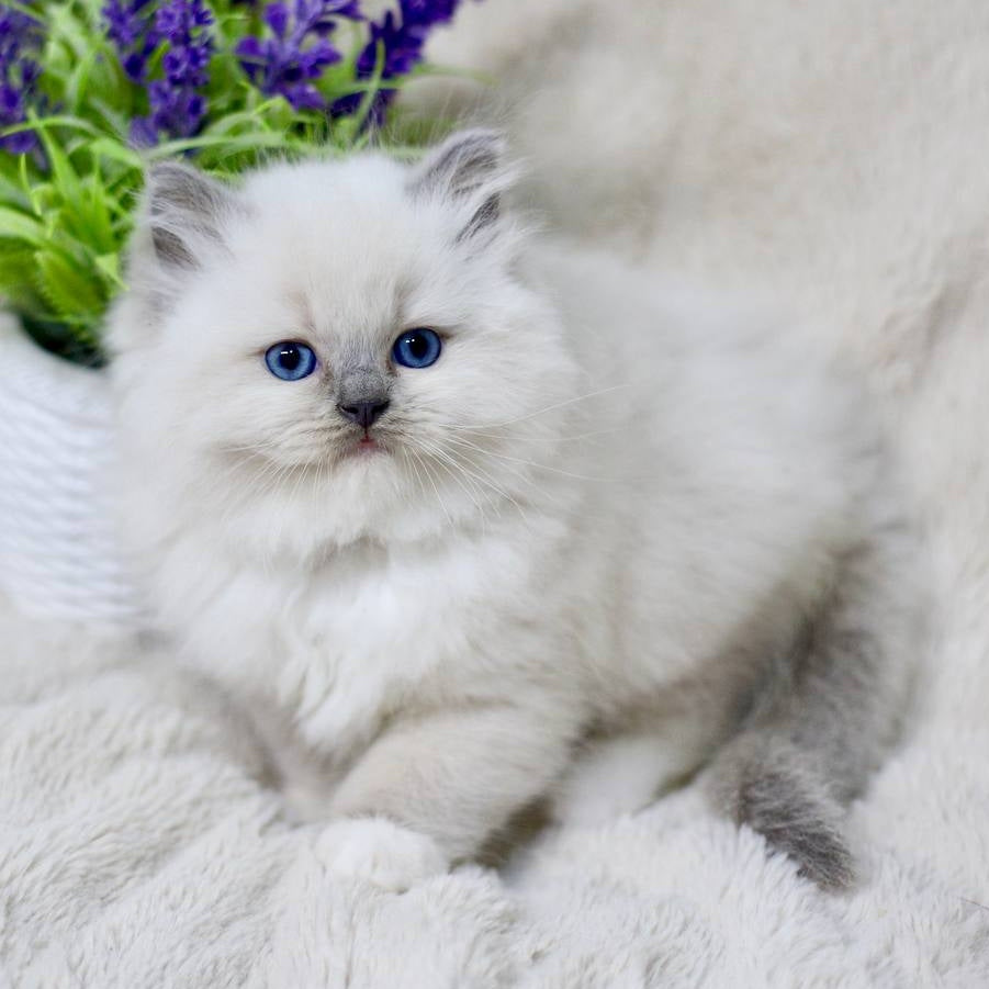 Rolex Ragdoll male, blue mitted