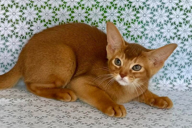 Ellada Abyssinian female sorrel - live animals
