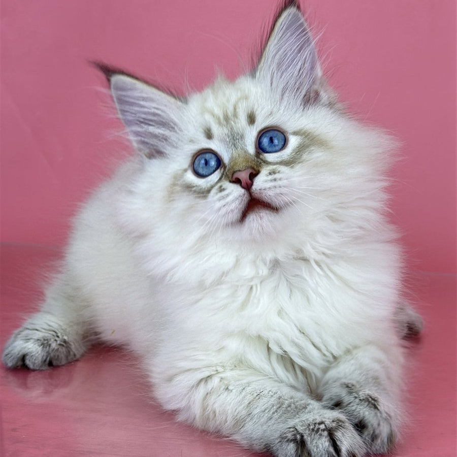 Bastian Siberian male, black tabby pointed bicolour