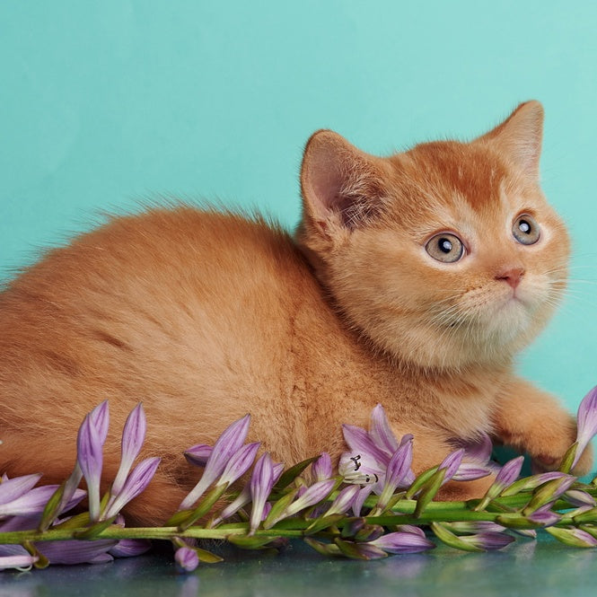 Puffy British Shorthair male, red