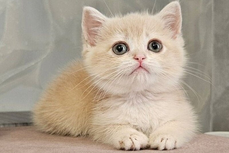 Olivia Scottish Straight female, lilac golden shaded