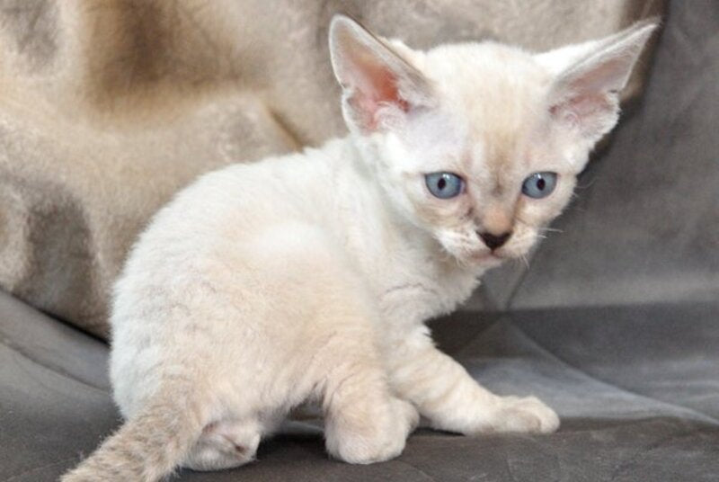 Alex Devon Rex male, black tabby pointed
