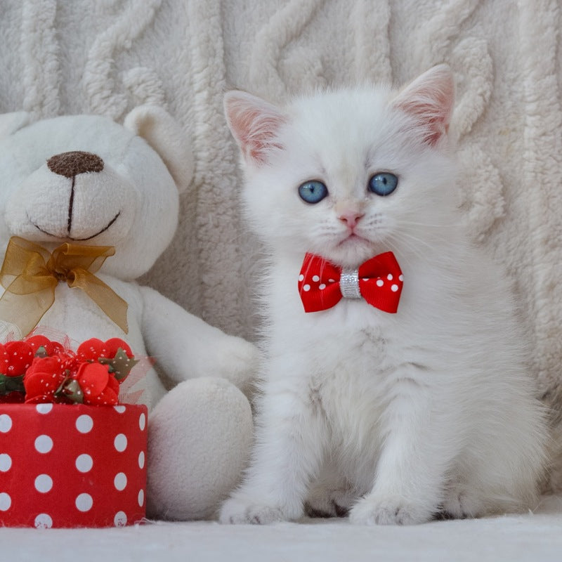 Hank British Shorthair male, black golden shaded pointed