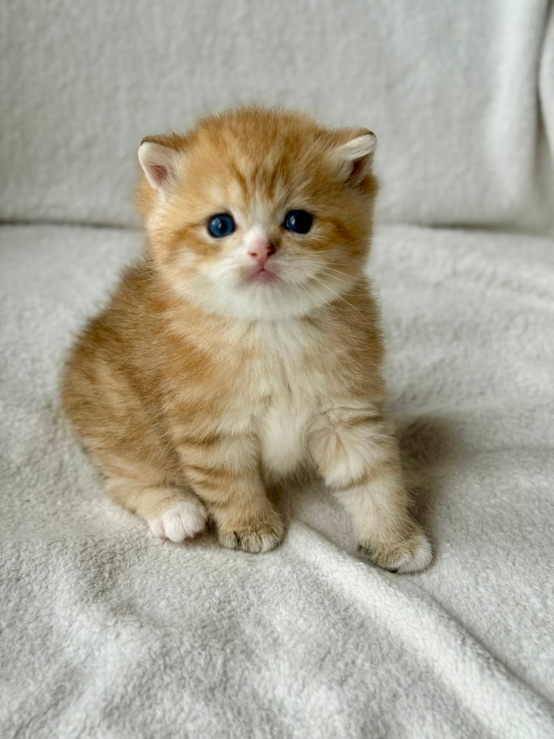 Xenon British Shorthair male black golden spotted tabby - live animals