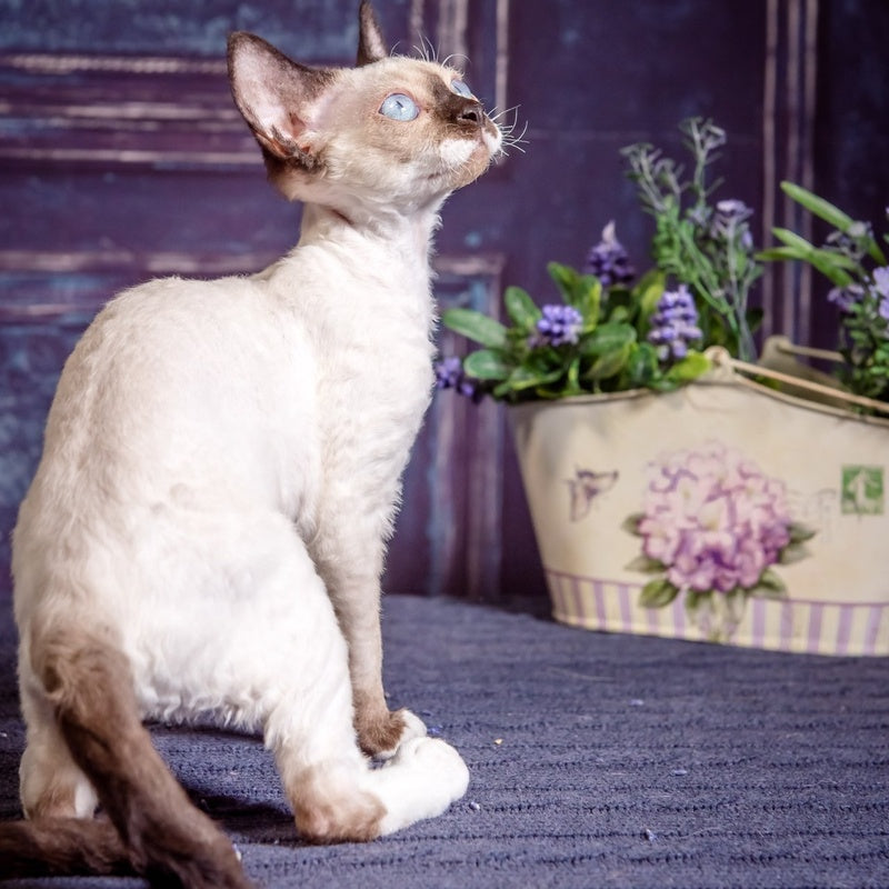 Iriska Devon Rex female, chocolate bicolour pointed