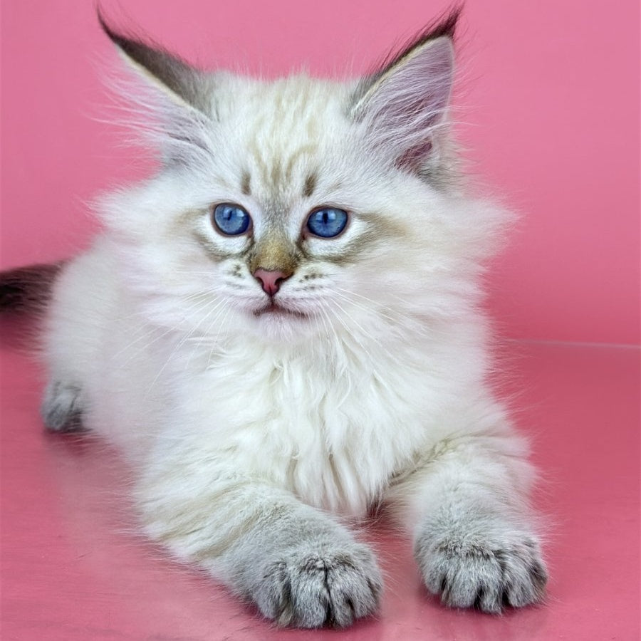 Bastian Siberian male, black tabby pointed bicolour