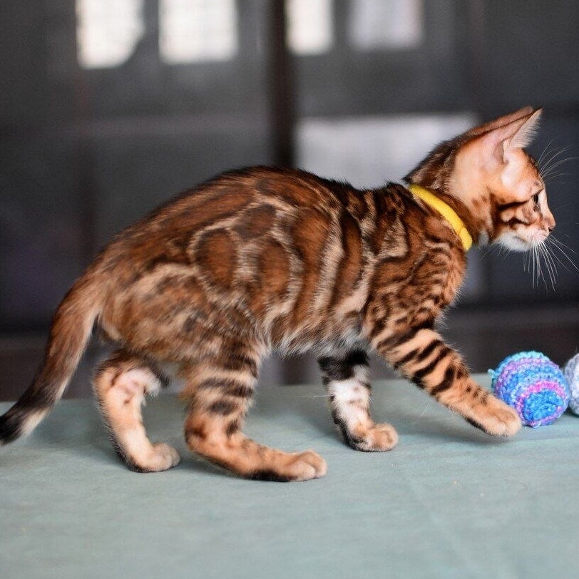 Mario Bengal male, black spotted tabby