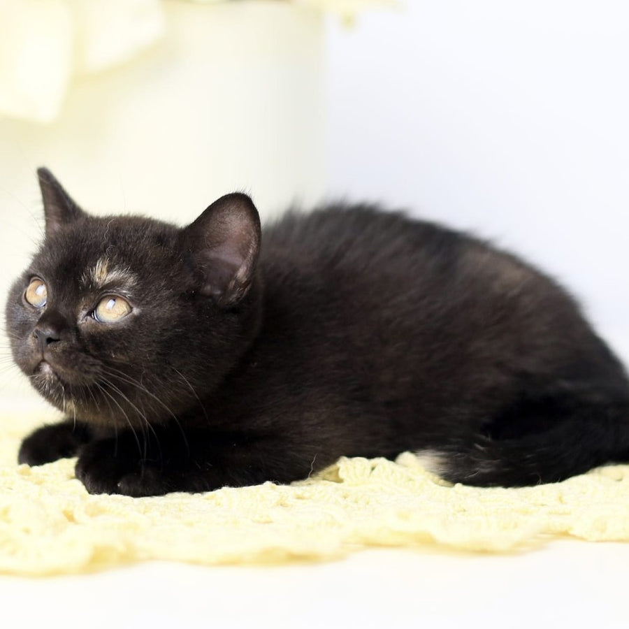 Yarina British Shorthair female, black tortie