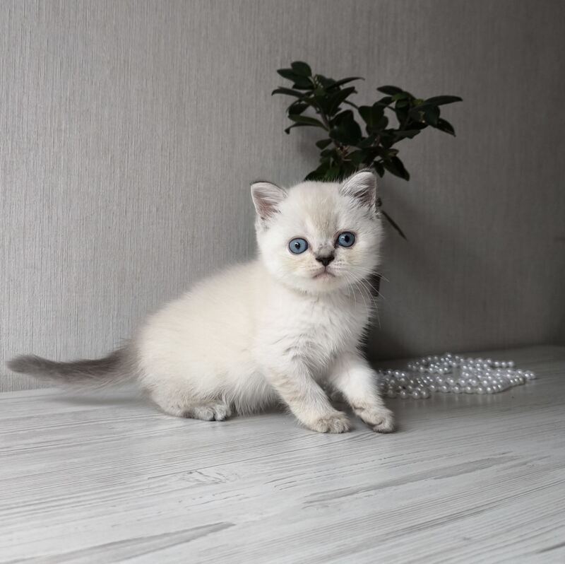 Hani Scottish Straight female, black tabby pointed