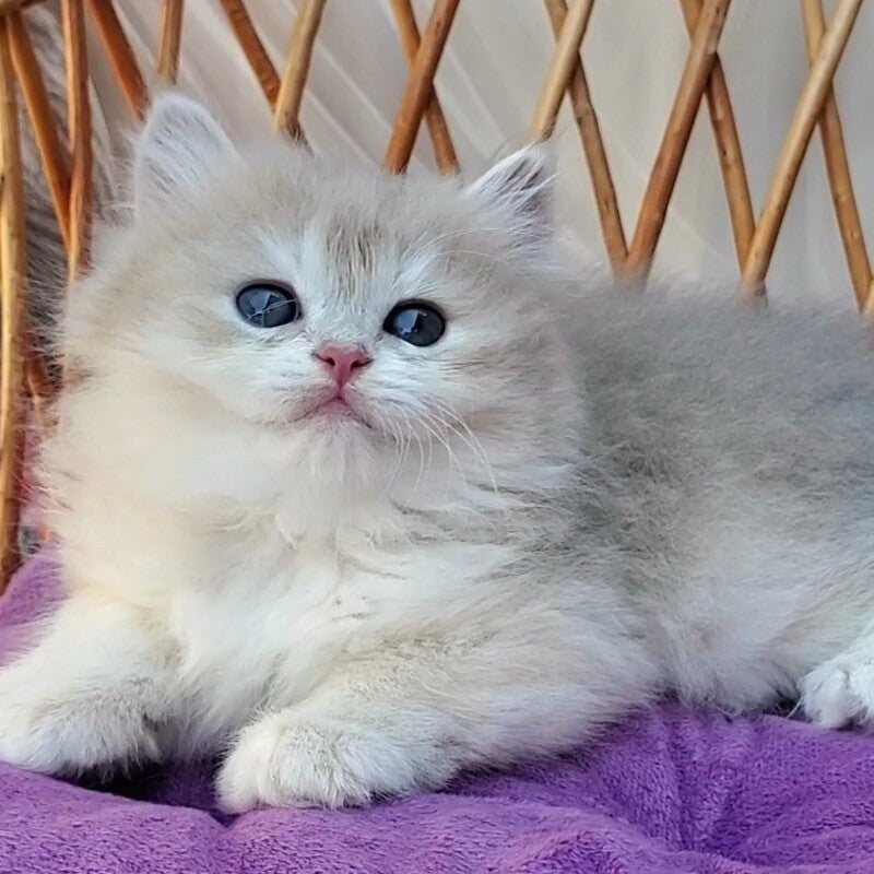 Zara British Longhair female blue golden shaded - live animals