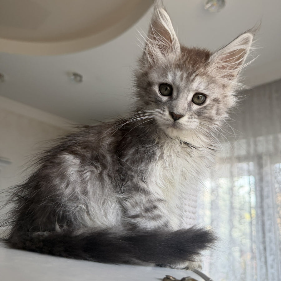 Diodora Maine Coon female, black silver tabby