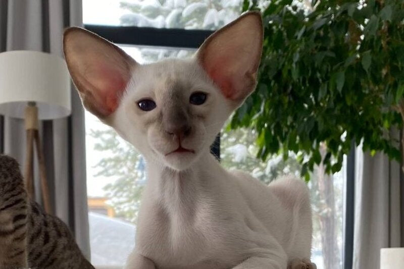 Hanter Siamese male lilac live animals