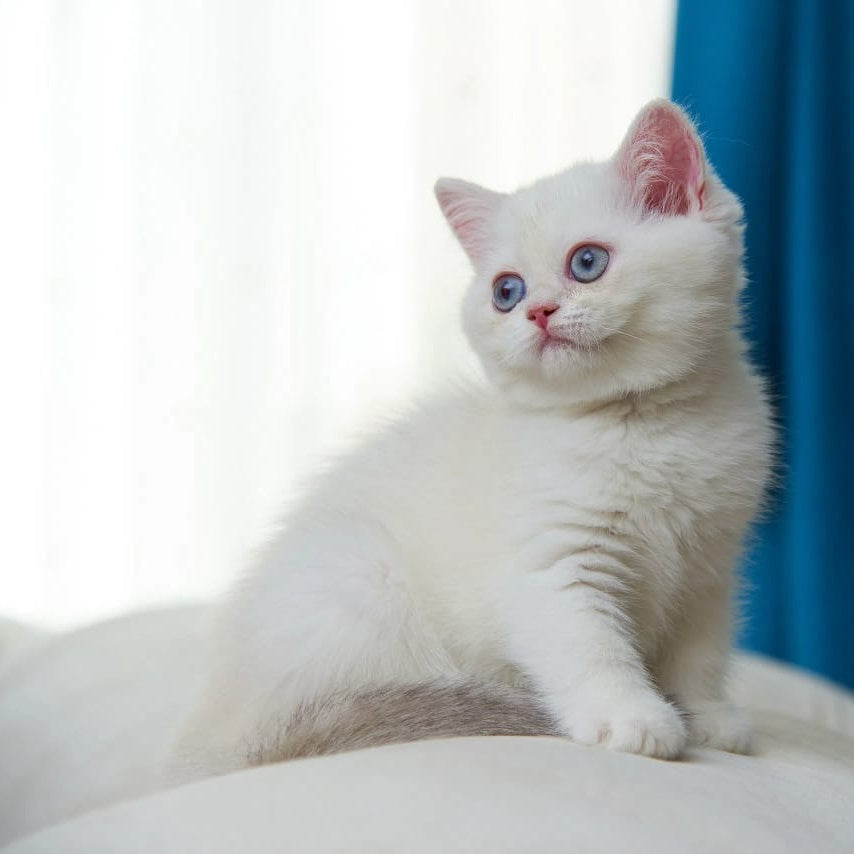 Bella British Shorthair female, blue golden chinchilla pointed
