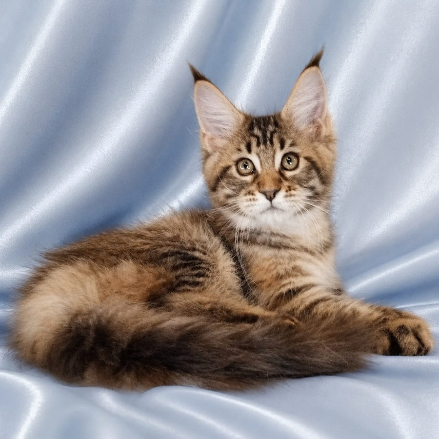Verona Maine Coon female, black tortie tabby