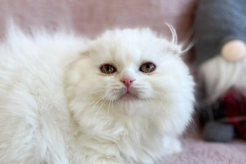 White Crazy Scottish Fold male white live animals