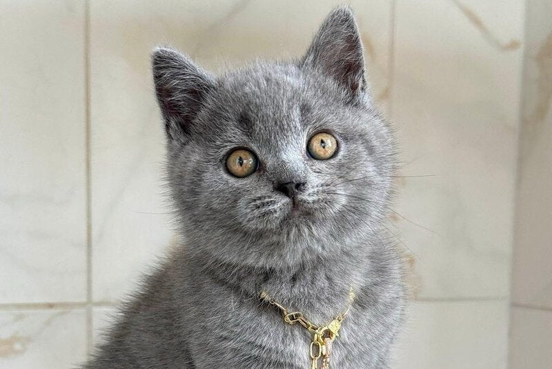 Foster British Shorthair male, blue