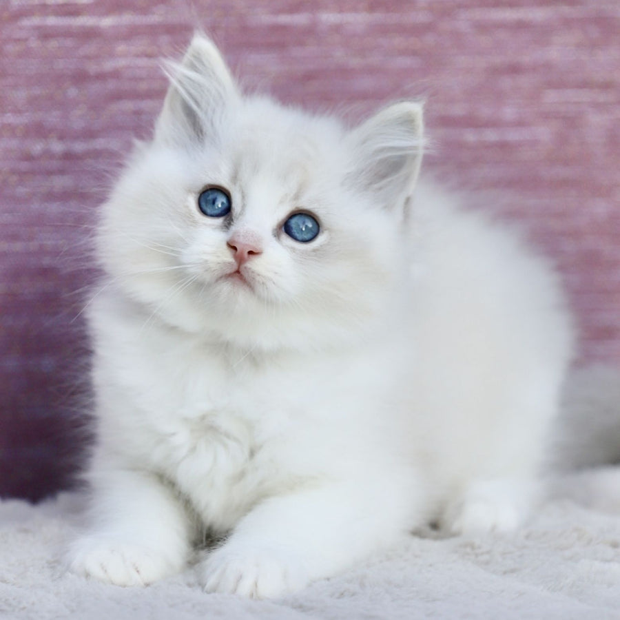 Lenox Ragdoll male, blue bicolour tabby