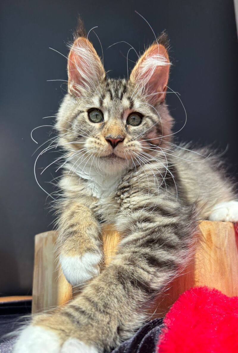 Zabava Maine Coon female, black spotted tabby bicolour