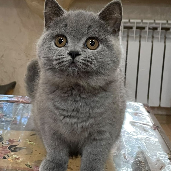 Rambo British Shorthair male, blue