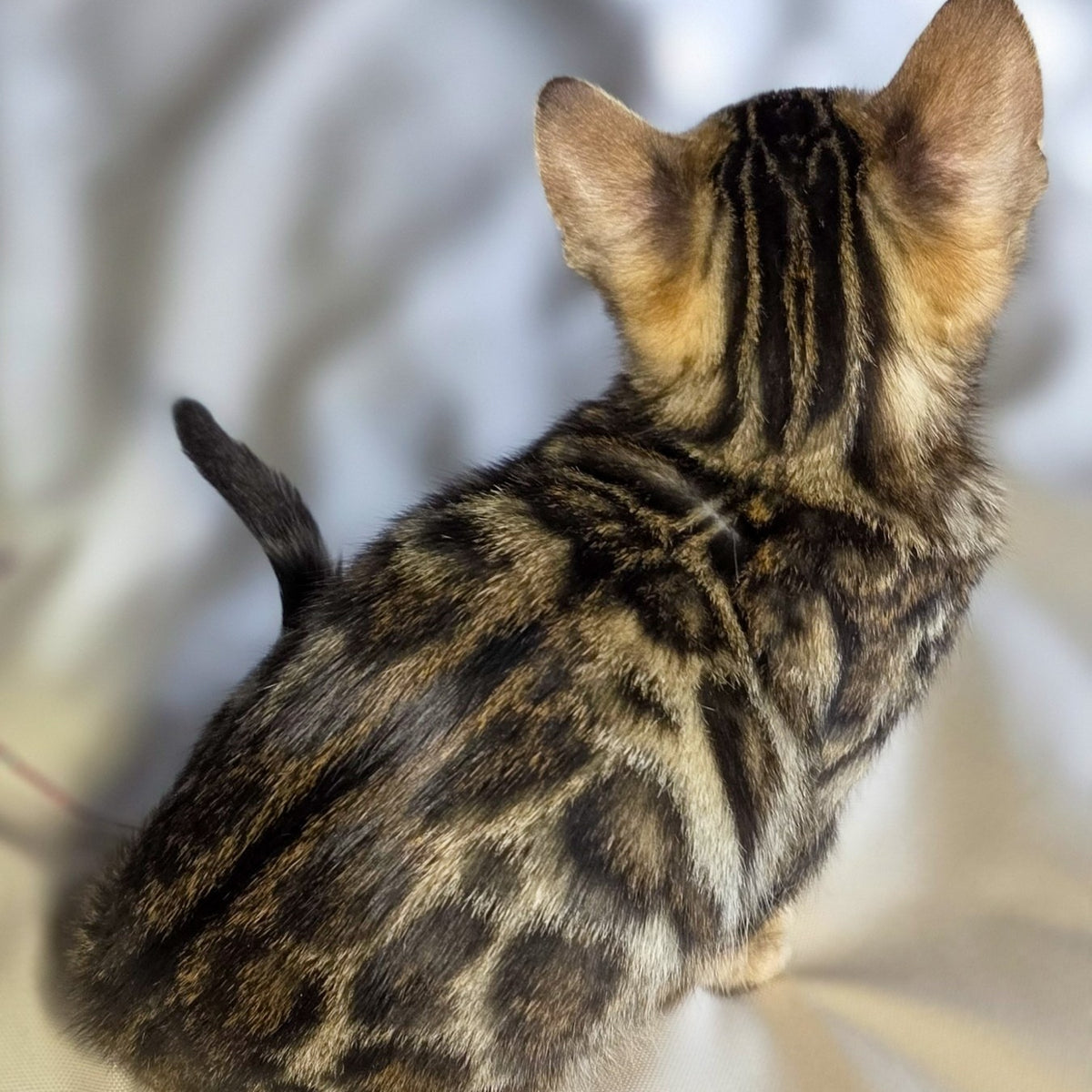 Maui Bengal male, black spotted tabby