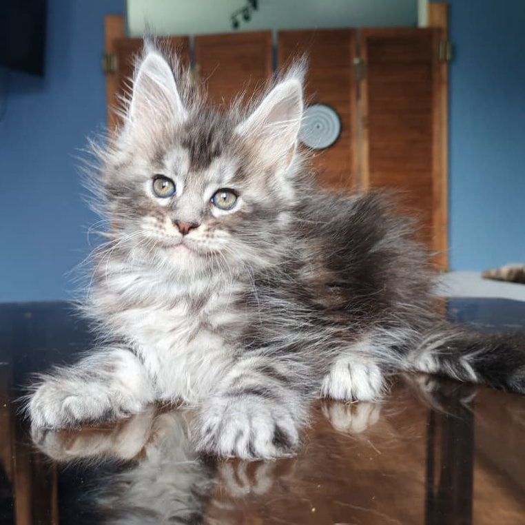 Runa Maine Coon female, black silver tabby
