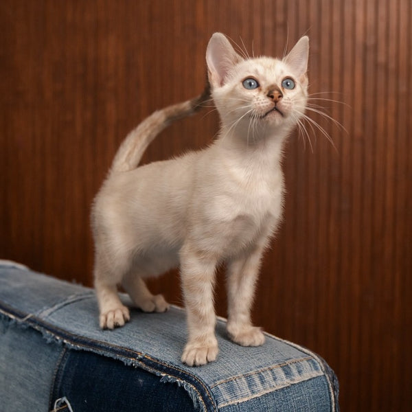 Olivia Bengal female, black pointed