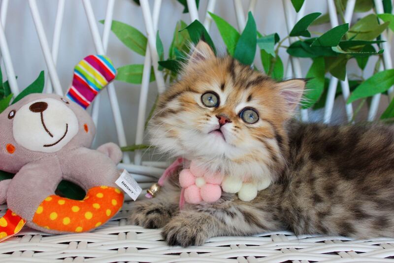 Fiona Munchkin female, chocolate golden spotted tabby