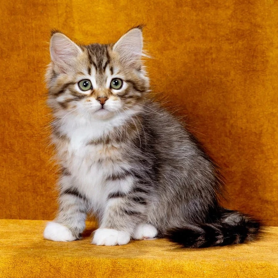 Iveria Siberian female, black with white spotted tabby