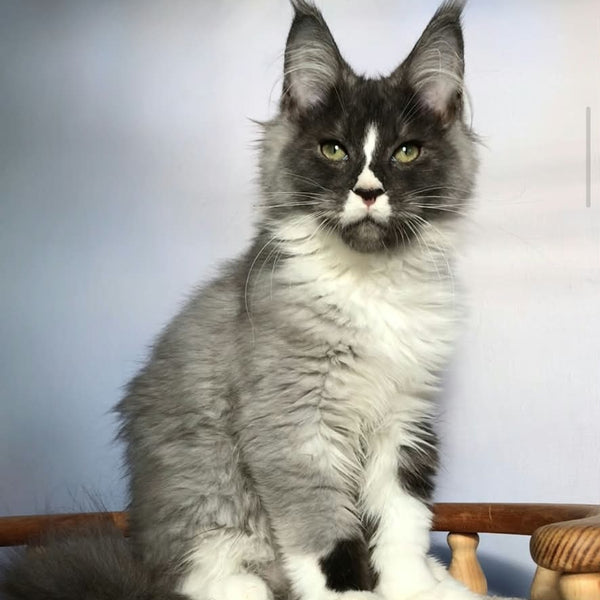 Chip Maine Coon male, black silver bicolour