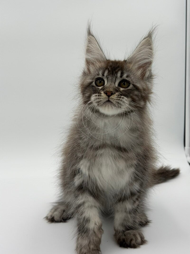 Kiss Maine Coon male black silver tabby - live animals