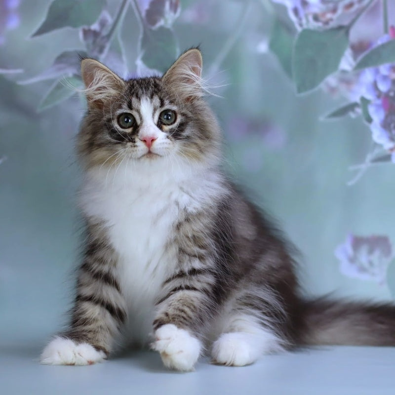 Gelius Siberian male, black with white spotted tabby