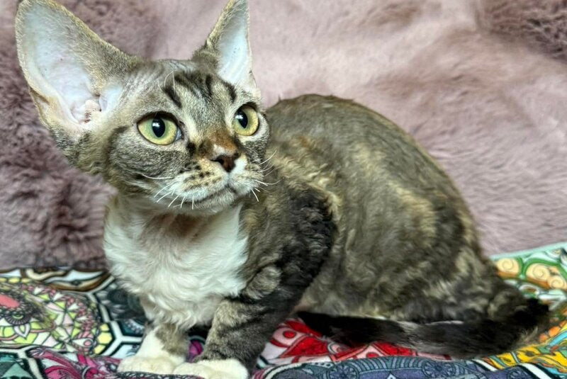 Umi Devon Rex female, black tabby bicolour