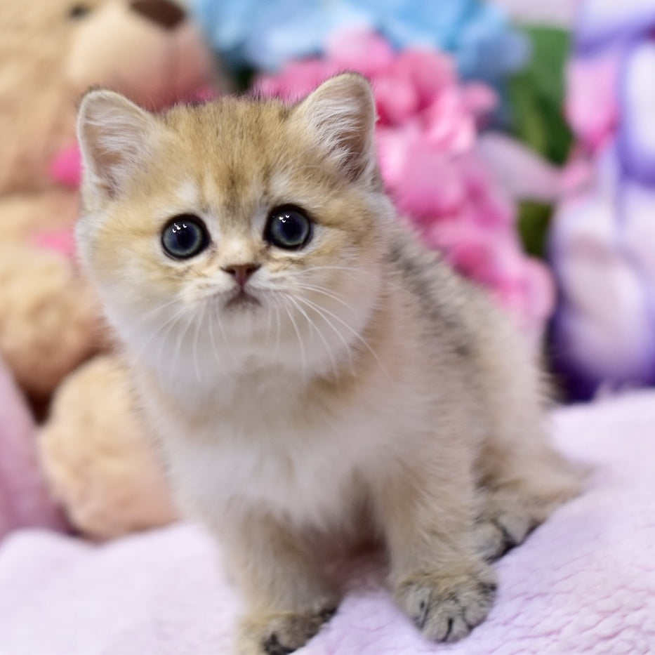 Galaxy British Shorthair female, black golden shaded