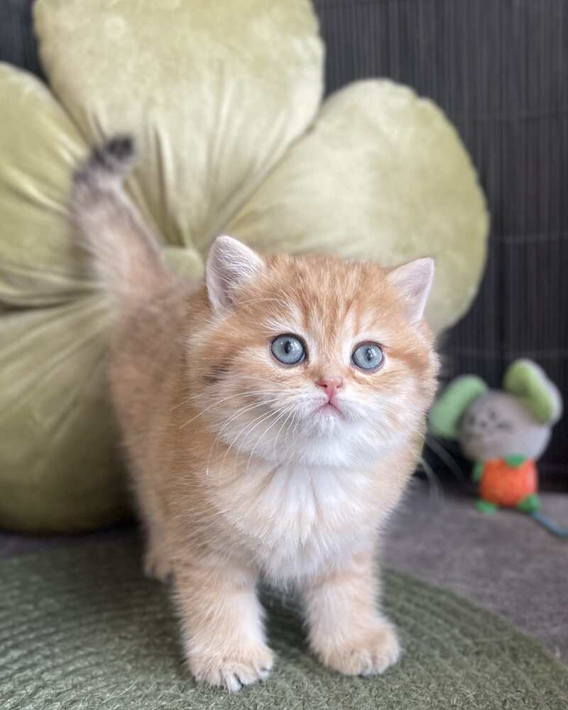 Winny British Shorthair male black golden spotted tabby - live animals
