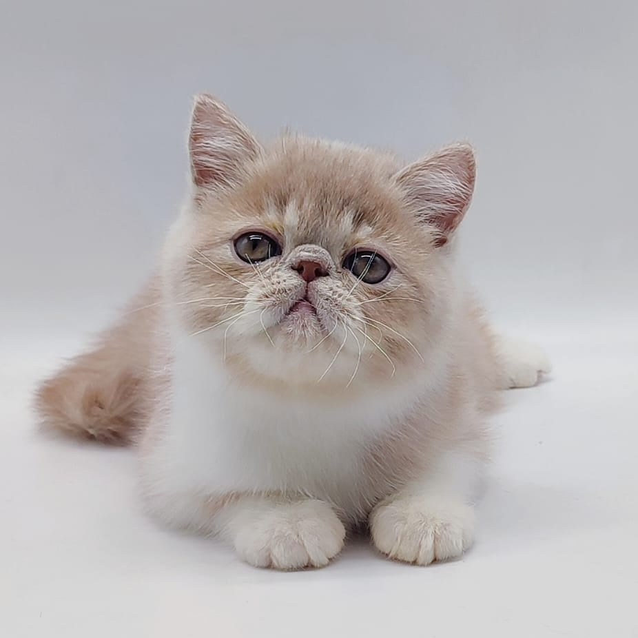 Sam Exotic male, cream bicolour