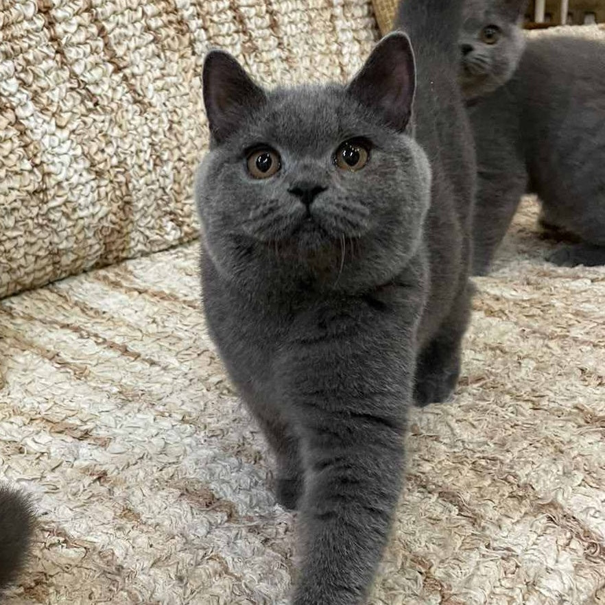Olli British Shorthair female, blue
