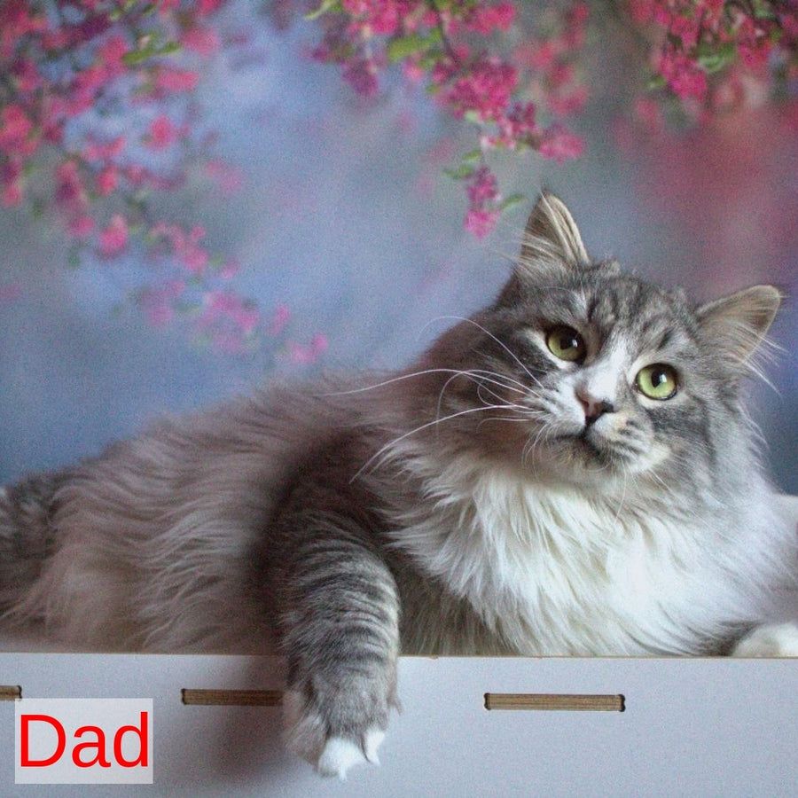 Hammer Siberian male, black bicolour tabby pointed