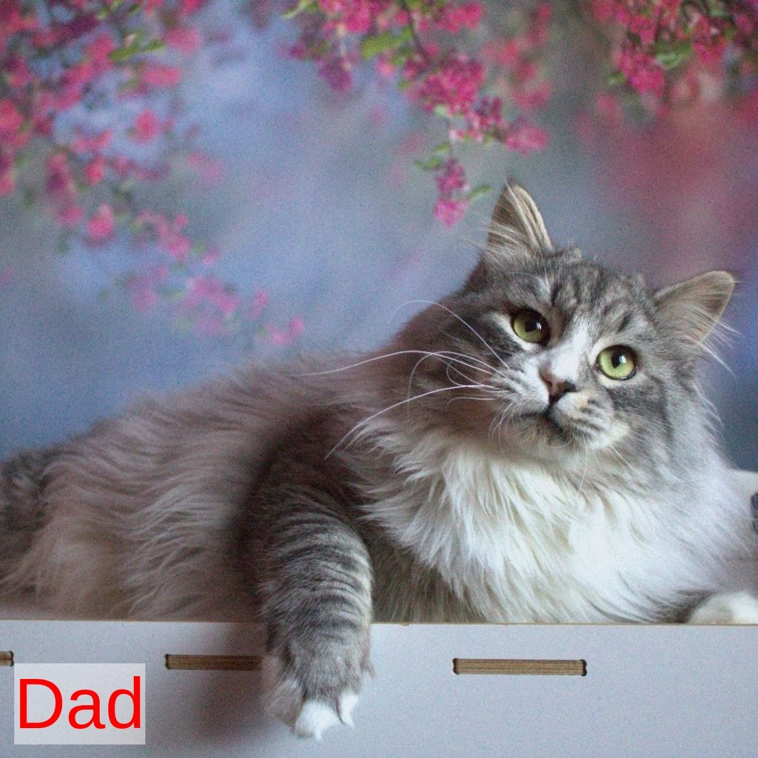 Hortenziy Siberian female, black bicolour spotted tabby