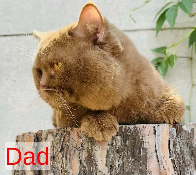 Yara British Shorthair female, cinnamon