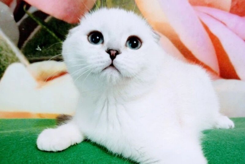 Princess Scottish Fold female, black silver shaded pointed