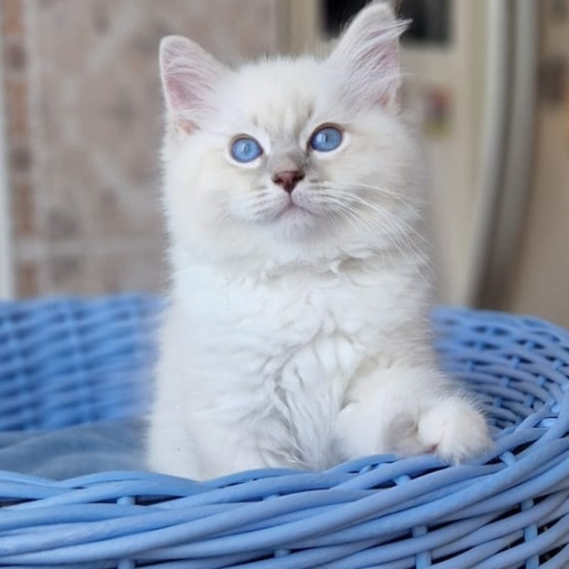 Dimas Siberian male, blue with white tabby pointed