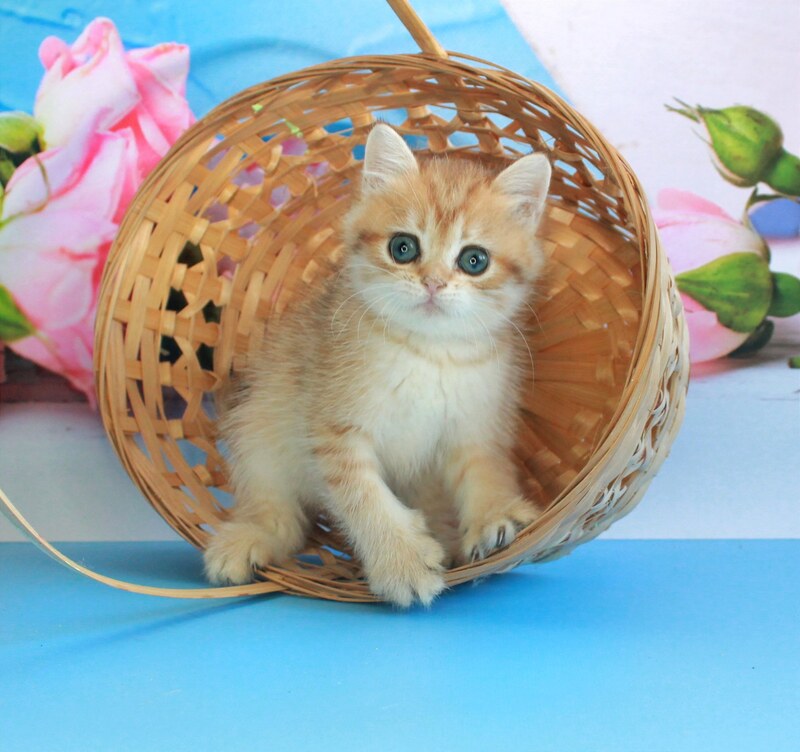Malvina British Shorthair female, black golden spotted tabby