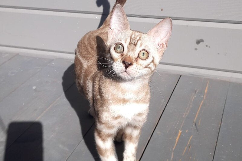 Moty Bengal male, black spotted tabby pointed