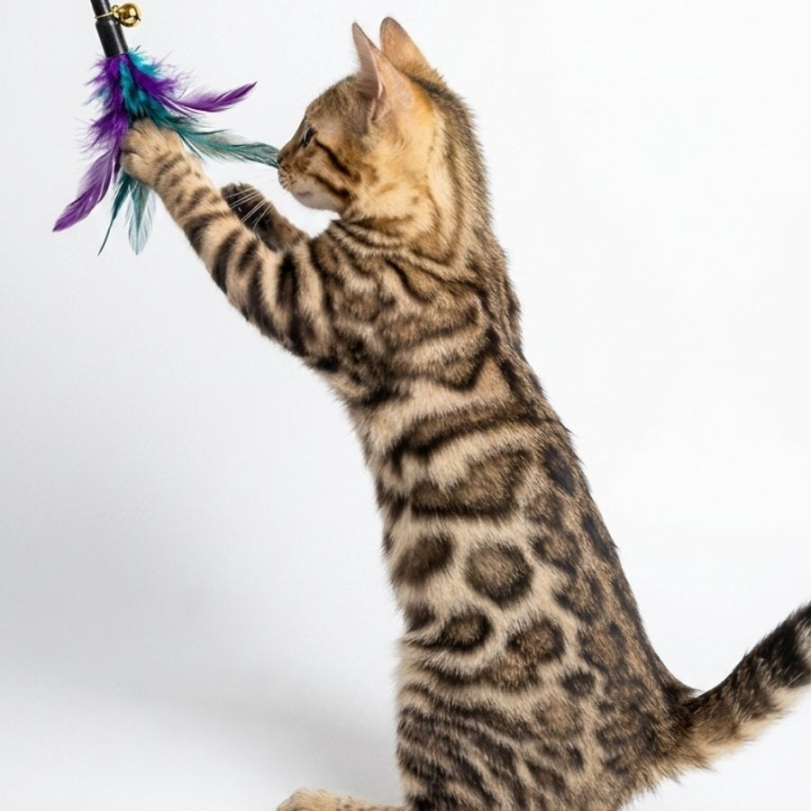 Wendy Bengal female, black spotted tabby