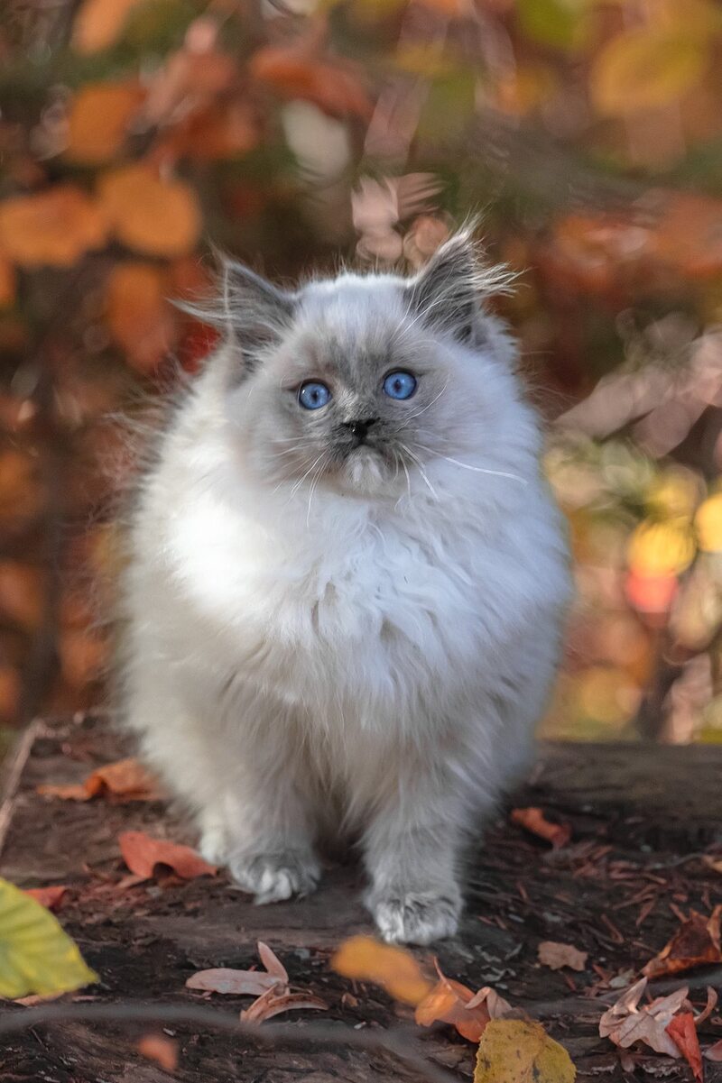 Nika Ragdoll female, blue mitted
