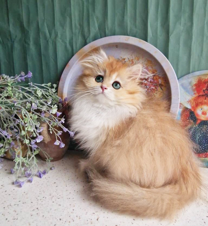 Zabava British Longhair female, black golden chinchilla