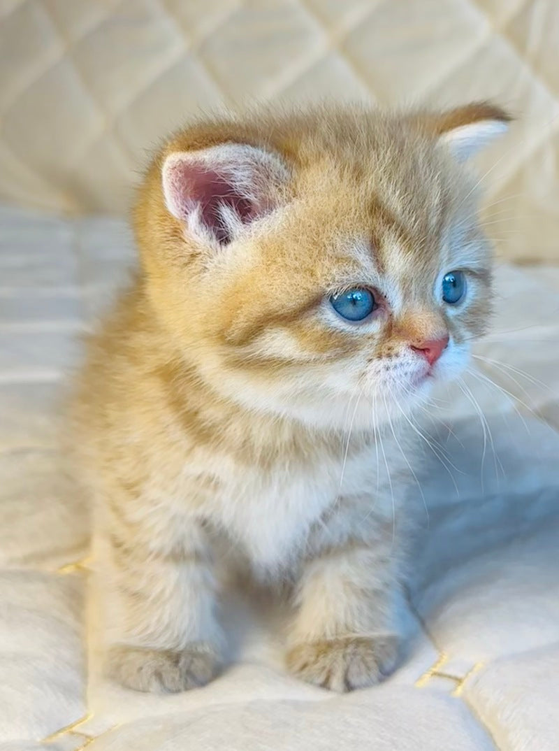 Evelyn British Shorthair female, cinnamon golden spotted tabby