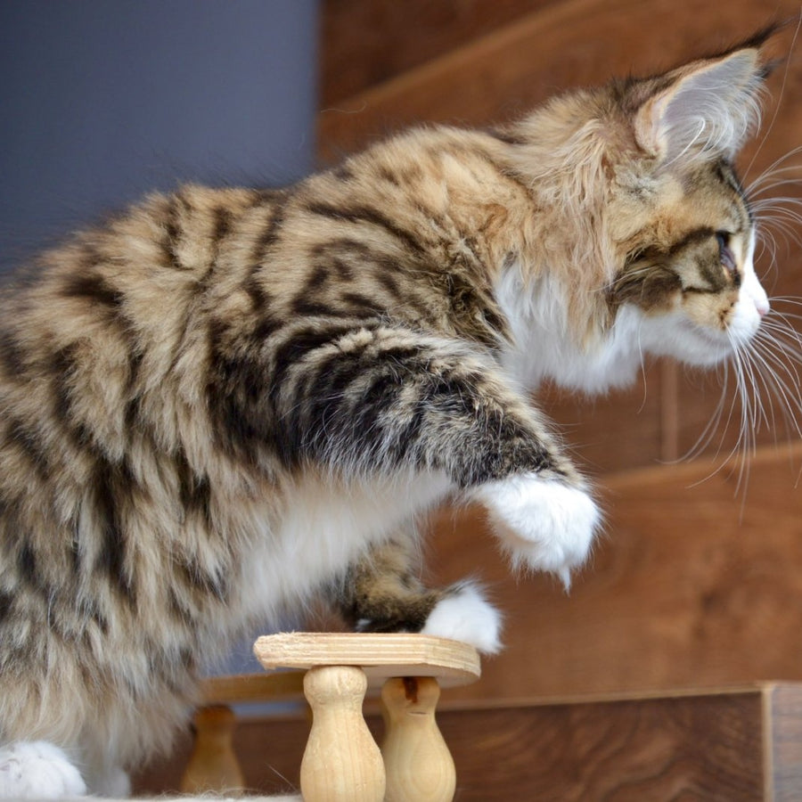 Bright Star Maine Coon male, black with white spotted tabby
