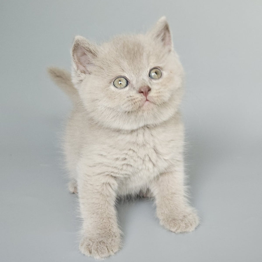 Baks British Shorthair male, fawn