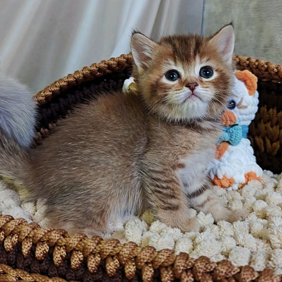 Thais British Shorthair male, chocolate tortie ticked tabby